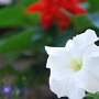 Beatiful flowers in a UNC courtyard.