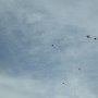 Kites soar on this blustery day.