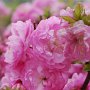 Pink flowers peek out during an unseasonably warm time of the year for Hohhot.