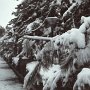 Pine trees bend beneath the weight of an overnight snowfall.