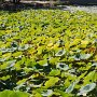 A sea of lilypads at Qing Cheng Gong Yuan (Qing Cheng public park).  The acres of walkways and wildlife remind us of New York's Central Park.  Peaceful on the inside; noisy, urban downtown on the outside.