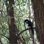 Beautiful birds often seen in Hohhot.