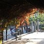 Beautiful fall colors shine over this covered walkway by our apartment.