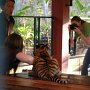 "Er...ma'am, I advise that you do not offer your arm to the tiger..."