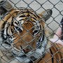 A young adult tiger looks out from his current home.  They tell us that once tigers reach the age of 2, they are considered too wild, and are thus, released into the wild.