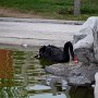 Swans live on campus.