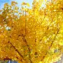 Golden yellow leaves.