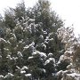 Evergreens dusted with a fresh snowfall from the night before.