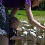 Feeding the birds in Sanford