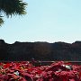 Poinsettias by a corner of the old wall.