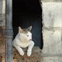 A cat lounging near the Tha Phae gate.