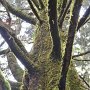 A moss-covered titan near the summit of Doi Pui, the tallest mountain near Chiang Mai, Thailand.