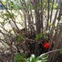 The students broke into two groups, hiding their eggs in a separate area.